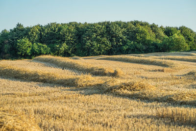 A harvested field in front of a grove. scene on a sunny july evening.