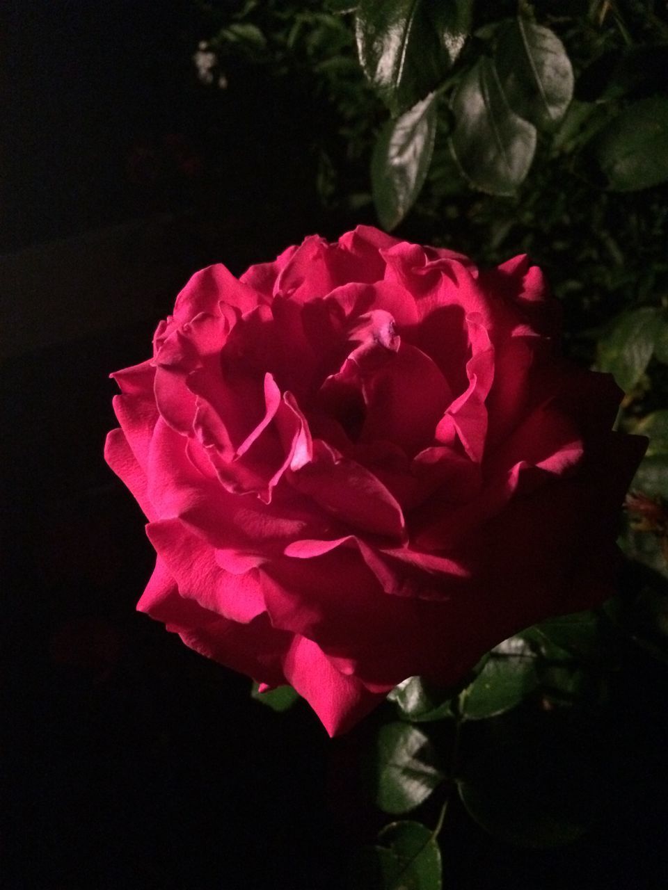 CLOSE-UP OF PINK ROSE