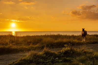 Scenic view of sea against sky during sunset