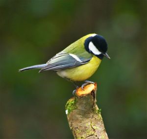 Close-up of bird perching on leaf