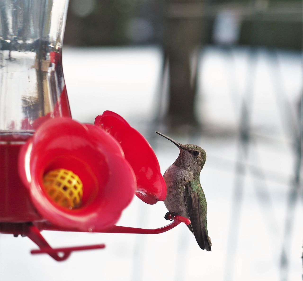 CLOSE-UP OF BIRD WITH RED FEEDER