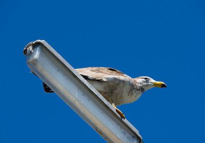 Low angle view of seagull perching