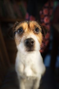 Close-up portrait of dog