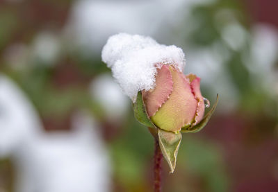 Close-up of snow on plant