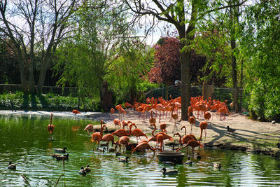 Ducks in lake