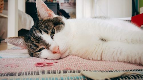 Cat sleeping on bed