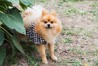 Portrait of dog on field