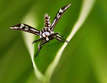 Close-up of butterfly on flower