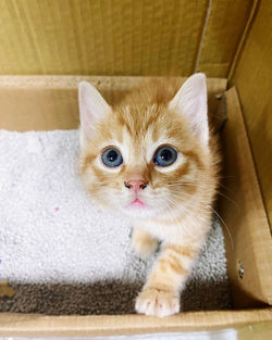 Portrait of cute kitten