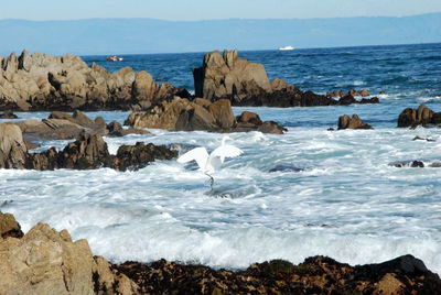 Great egret in of sea against sky