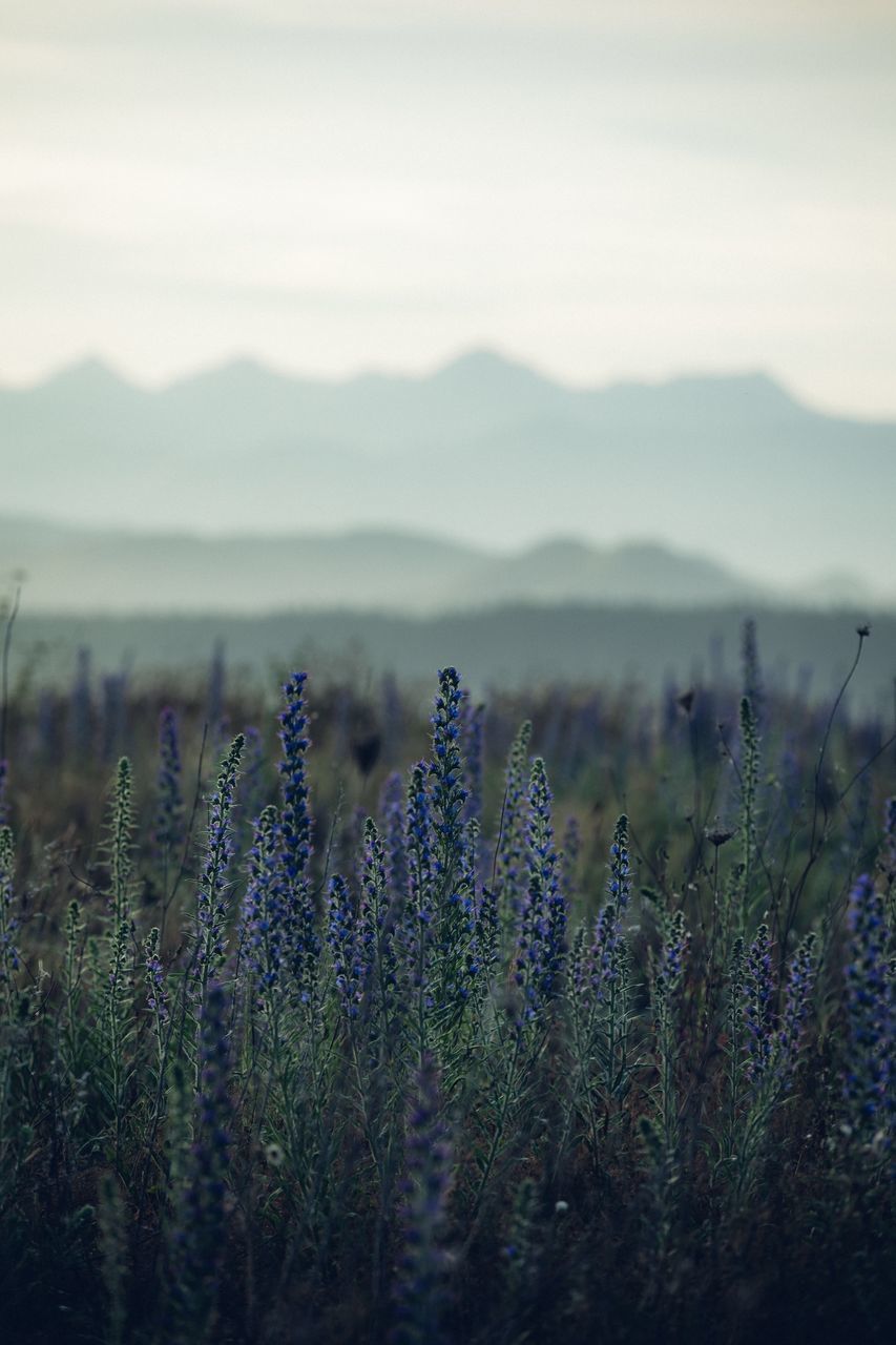 growth, plant, beauty in nature, flower, flowering plant, tranquility, no people, nature, field, land, sky, lavender, tranquil scene, landscape, vulnerability, day, scenics - nature, fragility, freshness, environment, purple, outdoors