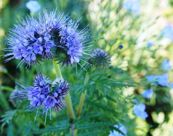 Close-up of purple flowering plant