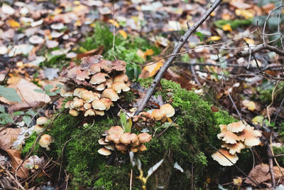 High angle view of mushrooms growing on field