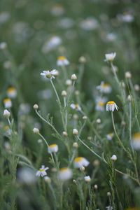 Close-up of white flowering plants on field