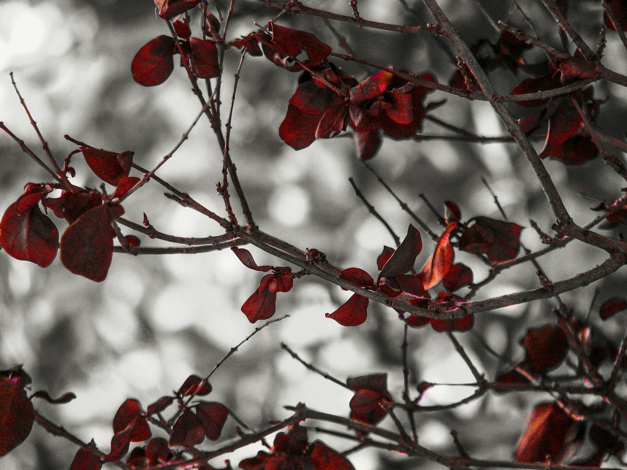 CLOSE-UP OF BERRIES ON TREE