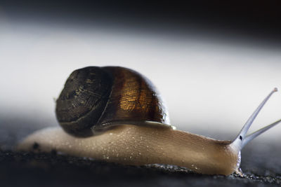 Close-up of snail