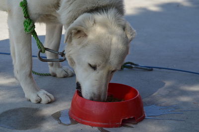 Close-up of a dog drinking water