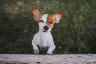 Portrait of puppy on wood