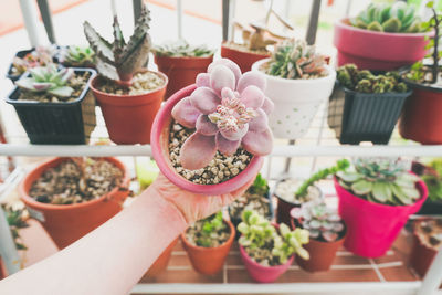 Cropped hand holding potted plant