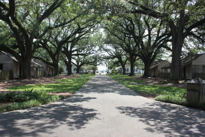 Road amidst trees in city