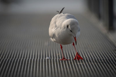 Close-up of seagull
