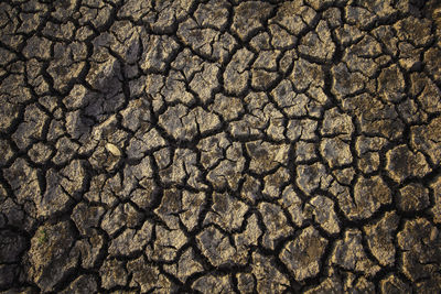 Dry soil texture and background