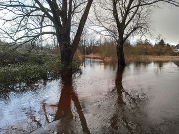 Bare trees by lake against sky