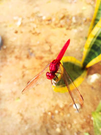 Close-up of dragonfly