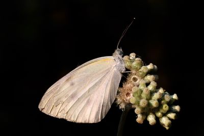 Close-up of butterfly on flower