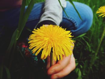 Close-up of hand holding yellow flower