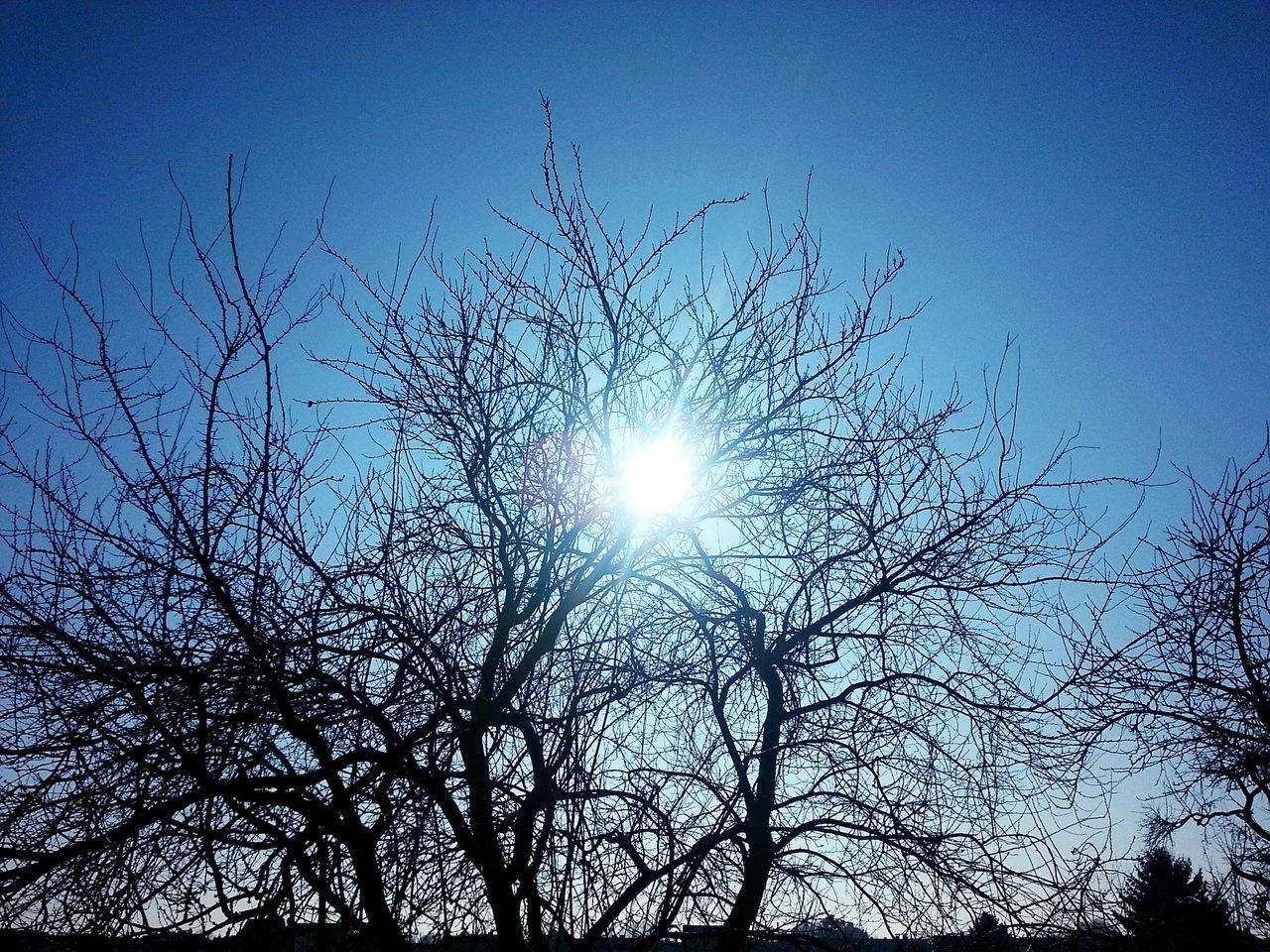 low angle view, sun, bare tree, silhouette, branch, tree, clear sky, nature, beauty in nature, sky, tranquility, sunlight, blue, sunbeam, lens flare, scenics, growth, sunset, outdoors, tranquil scene