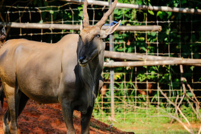 Deer standing on field at zoo