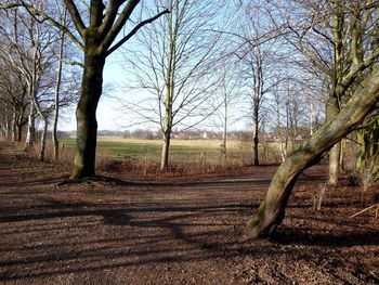 Trees on landscape against sky