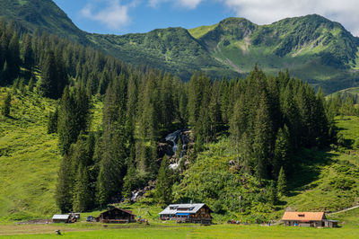 Scenic view of pine trees and mountains