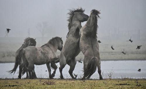Horses on field during foggy weather