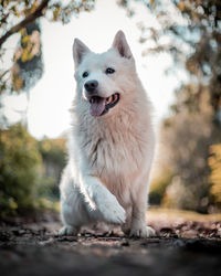 Portrait of a dog