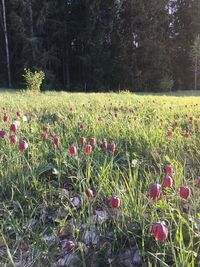 View of flowering plants on field