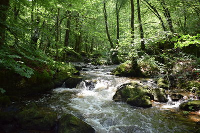 Scenic view of waterfall in forest