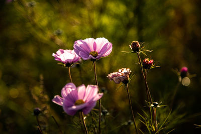 Close-up of pink flowering plant