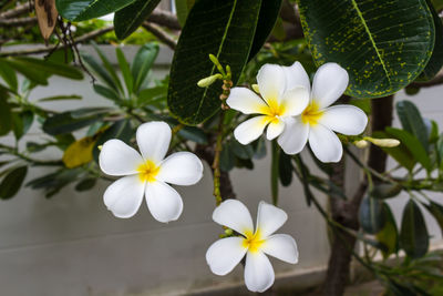 Close-up of white flowering plant