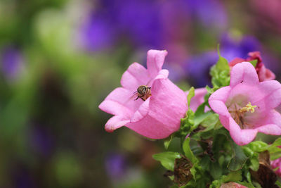 Close-up of insect on pink flower