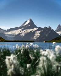 Scenic view from bachalpsee to  snowcapped schreckhorn against sky