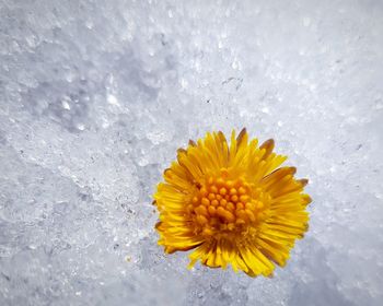 Close-up of yellow flowering plant