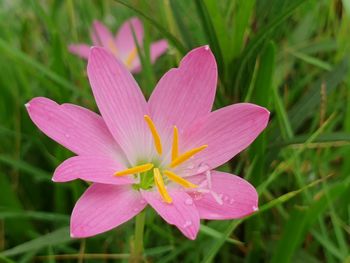 Close-up of pink crocus flower on field