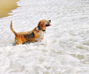 Funny dog running in a sea water 