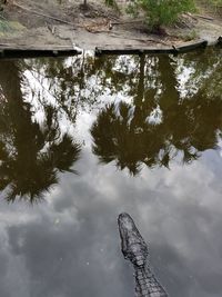 Reflection of trees in lake