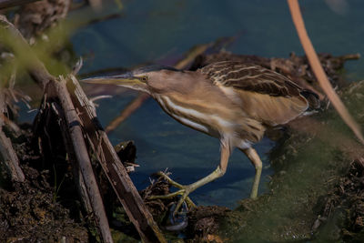 Bird perching on a lake