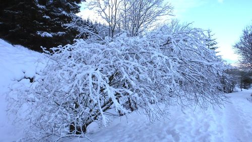 Snow covered trees on field against sky