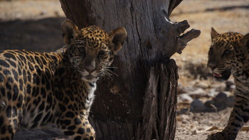 Portrait of leopard cub standing on field