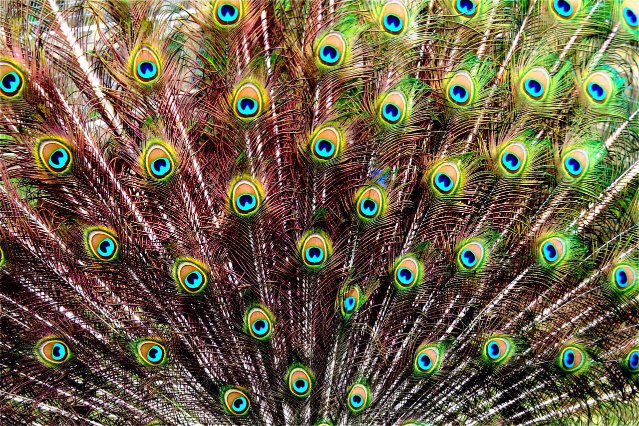 EXTREME CLOSE UP OF PEACOCK